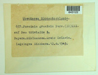 Puccinia graminis image